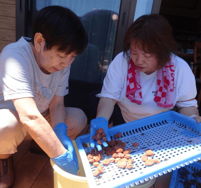 手作り梅干しの天日干し